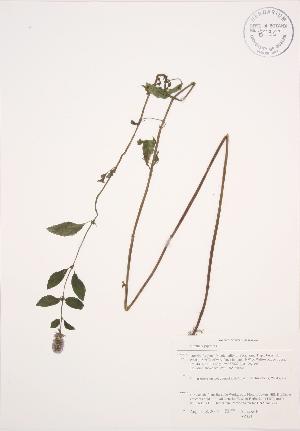  ( - AP353)  @11 [ ] Copyright (2009) Steven Newmaster University of Guelph BIO Herbarium