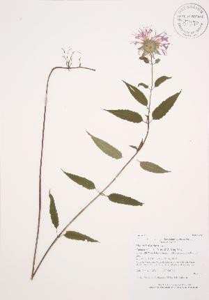  ( - AP211)  @11 [ ] Copyright (2009) Steven Newmaster University of Guelph BIO Herbarium