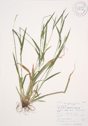  (Carex ormostachya - AP458)  @11 [ ] Unspecified (default): All Rights Reserved  Unspecified Unspecified