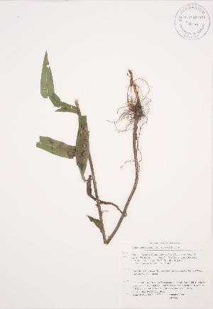  ( - AP318)  @11 [ ] Copyright (2009) Steven Newmaster University of Guelph BIO Herbarium