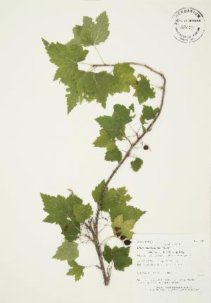  (Ribes americanum - AP242)  @11 [ ] Copyright (2009) Steven Newmaster University of Guelph BIO Herbarium
