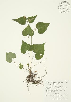  ( - AP190)  @11 [ ] Copyright (2009) Steven Newmaster University of Guelph BIO Herbarium