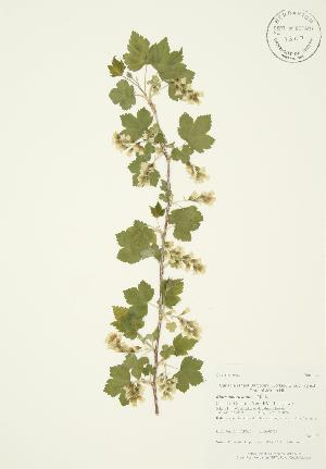  ( - AP027)  @11 [ ] Copyright (2009) Steven Newmaster University of Guelph BIO Herbarium