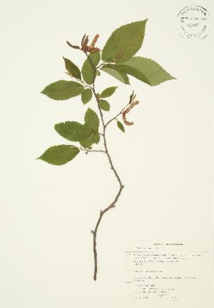  ( - AP045)  @11 [ ] Copyright (2009) Steven Newmaster University of Guelph BIO Herbarium