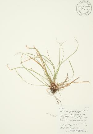  (Carex pedunculata - AP001)  @11 [ ] Unspecified (default): All Rights Reserved  Unspecified Unspecified