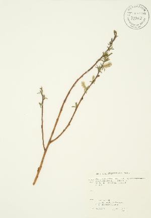  ( - AP005)  @11 [ ] Copyright (2009) Steven Newmaster University of Guelph BIO Herbarium