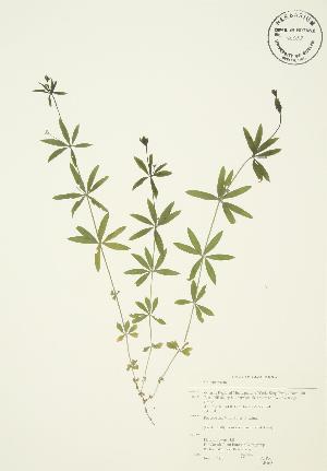  (Galium aparine - AP068)  @11 [ ] Copyright (2009) Steven Newmaster University of Guelph BIO Herbarium