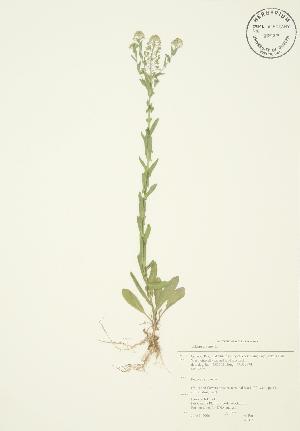  ( - AP072)  @11 [ ] Copyright (2009) Steven Newmaster University of Guelph BIO Herbarium