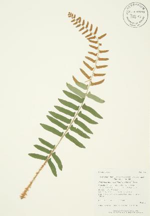  ( - AP126)  @11 [ ] Copyright (2009) Steven Newmaster University of Guelph BIO Herbarium