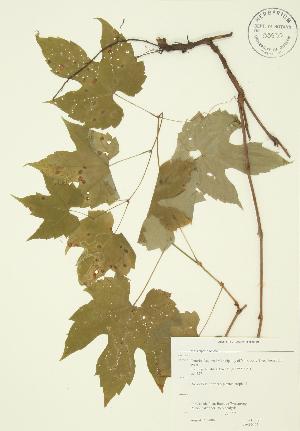  ( - JAG 0027)  @11 [ ] Copyright (2009) Steven Newmaster University of Guelph BIO Herbarium
