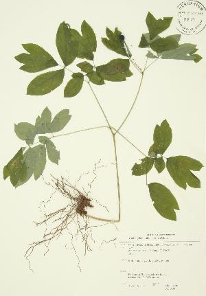  (Caulophyllum thalictroides - JAG 0030)  @11 [ ] Copyright (2009) Steven Newmaster University of Guelph BIO Herbarium