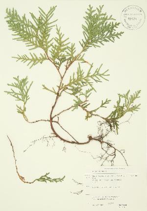  (Thuja occidentalis - JAG 0016)  @11 [ ] Copyright (2009) Steven Newmaster University of Guelph BIO Herbarium