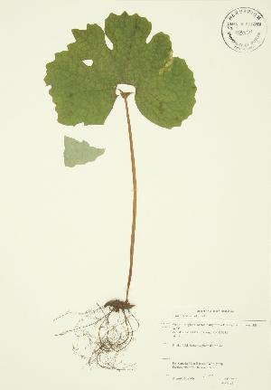  ( - JAG 0021)  @11 [ ] Copyright (2009) Steven Newmaster University of Guelph BIO Herbarium