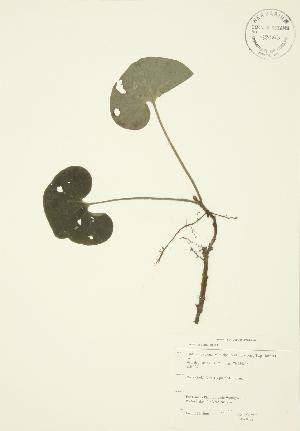  ( - JAG 0022)  @11 [ ] Copyright (2009) Steven Newmaster University of Guelph BIO Herbarium