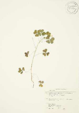  ( - AP187)  @11 [ ] Copyright (2009) Steven Newmaster University of Guelph BIO Herbarium