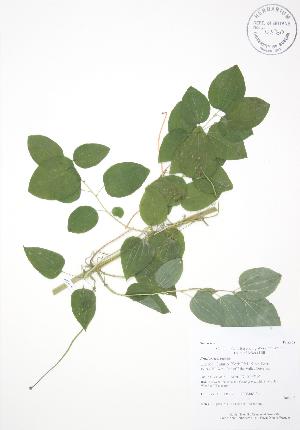  (Smilax herbacea - AP312)  @11 [ ] Copyright (2009) Steven Newmaster University of Guelph BIO Herbarium