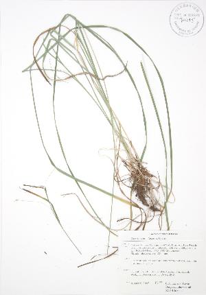  (Carex sprengelii - KSRB 037)  @11 [ ] Unspecified (default): All Rights Reserved  Unspecified Unspecified