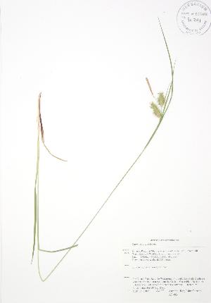  (Carex retrorsa - AP483)  @11 [ ] Unspecified (default): All Rights Reserved  Unspecified Unspecified