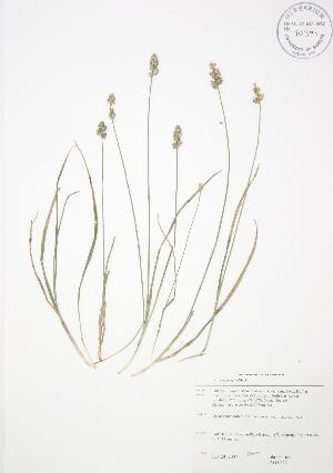  (Carex aggregata - JAG 0672)  @11 [ ] Unspecified (default): All Rights Reserved  Unspecified Unspecified