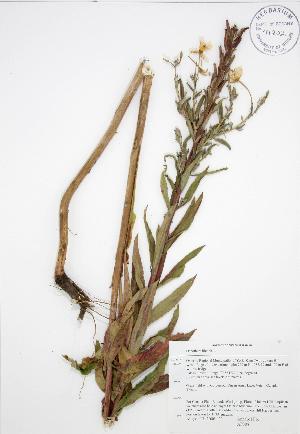  (Oenothera biennis - AP308)  @11 [ ] Copyright (2009) Steven Newmaster University of Guelph BIO Herbarium