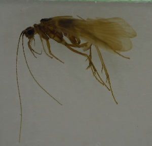  (Hydromanicus klanklini - 17KT199)  @11 [ ] CreativeCommons - Attribution (2017) Kitiya Thawarorit PNU Thailand