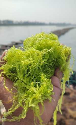  (Ulva meridionalis - RUG01)  @11 [ ] Copyright (2025) Unspecified Khulna University