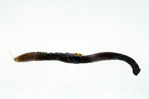  ( - KUT 2236)  @11 [ ] CreativeCommons - Attribution (2025) Unspecified University of Kansas, Biodiversity Institute