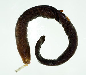  ( - KUT 2236)  @11 [ ] CreativeCommons - Attribution (2025) Unspecified University of Kansas, Biodiversity Institute