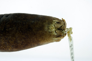  ( - KUT 2236)  @11 [ ] CreativeCommons - Attribution (2025) Unspecified University of Kansas, Biodiversity Institute