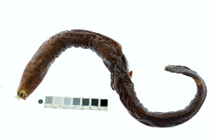  ( - KUT 2236)  @11 [ ] CreativeCommons - Attribution (2025) Unspecified University of Kansas, Biodiversity Institute