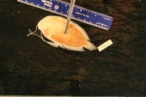  (Plagiopsetta glossa - KUT 2475)  @11 [ ] CreativeCommons - Attribution (2025) Unspecified University of Kansas, Biodiversity Institute