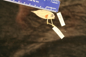  (Lepidoblepharon - KUT 2495)  @11 [ ] CreativeCommons - Attribution (2025) Unspecified University of Kansas, Biodiversity Institute