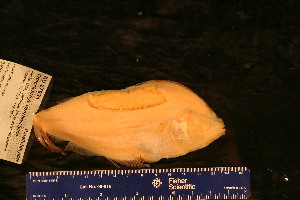  ( - KUT 450)  @11 [ ] CreativeCommons - Attribution (2025) Unspecified University of Kansas, Biodiversity Institute