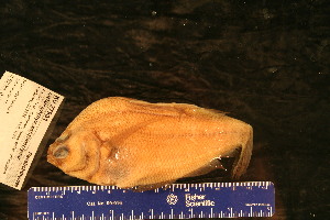  ( - KUT 450)  @11 [ ] CreativeCommons - Attribution (2025) Unspecified University of Kansas, Biodiversity Institute