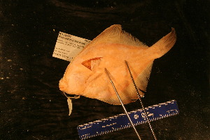  ( - KUT 2317)  @11 [ ] CreativeCommons - Attribution (2025) Unspecified University of Kansas, Biodiversity Institute