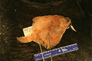  ( - KUT 2317)  @11 [ ] CreativeCommons - Attribution (2025) Unspecified University of Kansas, Biodiversity Institute