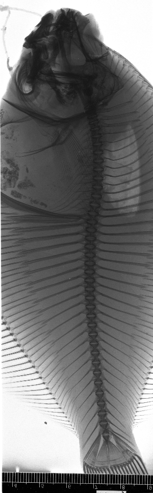  ( - KUT 2317)  @11 [ ] CreativeCommons - Attribution (2025) Unspecified University of Kansas, Biodiversity Institute