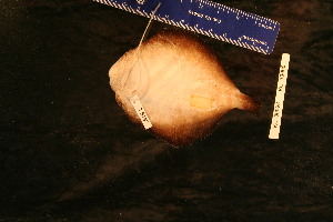  ( - KUT 5187)  @11 [ ] CreativeCommons - Attribution (2025) Unspecified University of Kansas, Biodiversity Institute