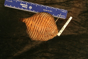  ( - KUT 5187)  @11 [ ] CreativeCommons - Attribution (2025) Unspecified University of Kansas, Biodiversity Institute