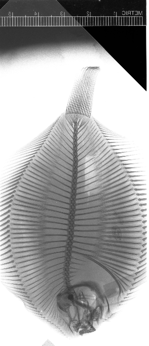  ( - KUT 5187)  @11 [ ] CreativeCommons - Attribution (2025) Unspecified University of Kansas, Biodiversity Institute