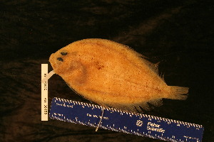  ( - KUT 5085)  @11 [ ] CreativeCommons - Attribution (2025) Unspecified University of Kansas, Biodiversity Institute