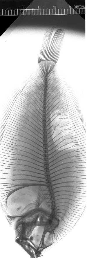  ( - KUT 5085)  @11 [ ] CreativeCommons - Attribution (2025) Unspecified University of Kansas, Biodiversity Institute