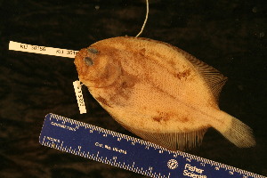  ( - KUT 5223)  @11 [ ] CreativeCommons - Attribution (2025) Unspecified University of Kansas, Biodiversity Institute