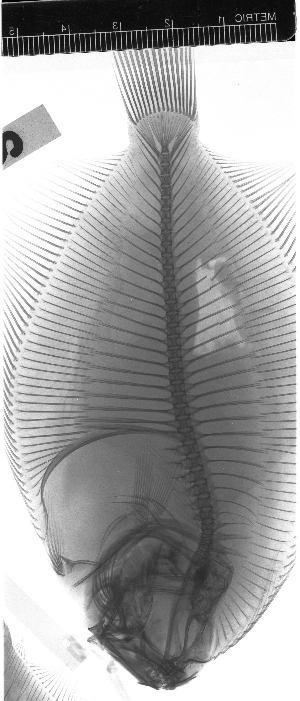  ( - KUT 5223)  @11 [ ] CreativeCommons - Attribution (2025) Unspecified University of Kansas, Biodiversity Institute