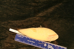  ( - KUT 5106)  @11 [ ] CreativeCommons - Attribution (2025) Unspecified University of Kansas, Biodiversity Institute