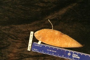  ( - KUT 5106)  @11 [ ] CreativeCommons - Attribution (2025) Unspecified University of Kansas, Biodiversity Institute