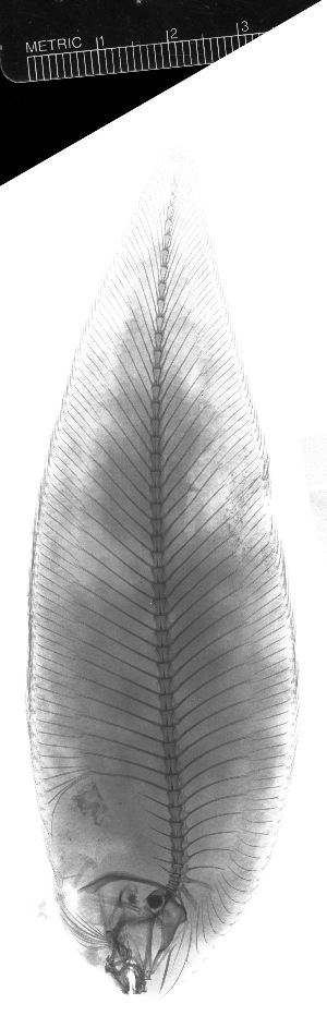  ( - KUT 5106)  @11 [ ] CreativeCommons - Attribution (2025) Unspecified University of Kansas, Biodiversity Institute