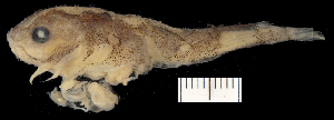  ( - KUT 8405)  @11 [ ] CreativeCommons - Attribution (2025) Unspecified Museum of Comparative Zoology, Harvard University