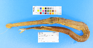  ( - KUT 1549)  @11 [ ] CreativeCommons - Attribution (2025) Unspecified University of Kansas, Biodiversity Institute