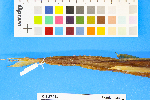  ( - KUT 1549)  @11 [ ] CreativeCommons - Attribution (2025) Unspecified University of Kansas, Biodiversity Institute